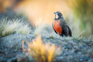 A Long-tailed Meadowlark (Leistes loyca) in natural habitat. Eye level view. Argentina.