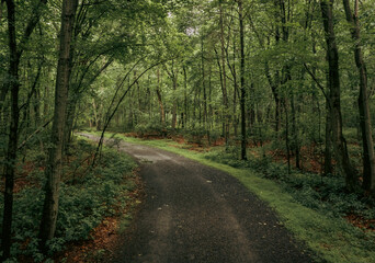 Obraz premium road in the forest