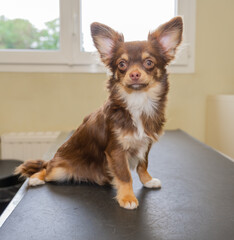 chien en attente d'adoption chez le vétérinaire