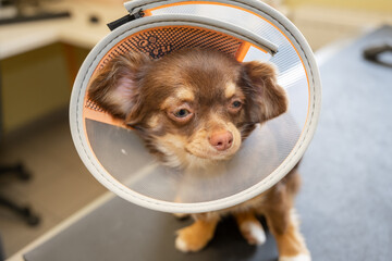 Chien avec une collerette chez le vétérinaire