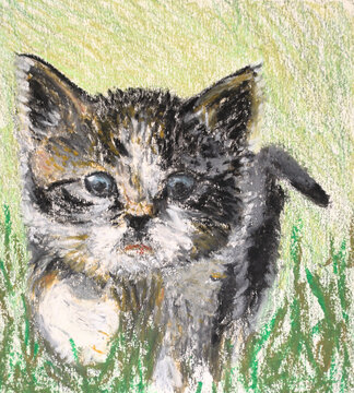 New Adventurer - kitten in the grass