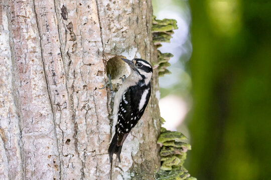 Downy woodpecker nest