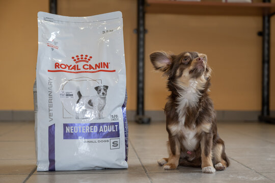 Petit chihuahua à coté d'un sac de croquettes Royal canin
