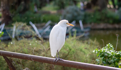 Cattle Egret (Bubulcus ibis) resting in a urban park