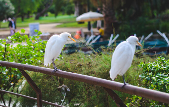 Cattle Egret (Bubulcus ibis) resting in a urban park