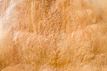 Rough surface of a mineral spring with a high iron content and a layer of bright yellow deposits of travertine. Natural background or texture