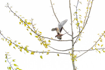 american kestrel mating