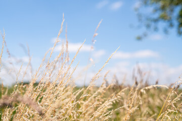 Fototapeta premium Gräser am Feldrand während eines schönen Sommertags bei strahlendem Sonnenschein und blauem Himmel