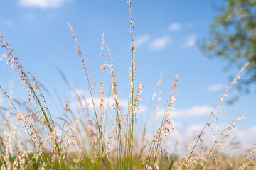 Gräser am Feldrand während eines schönen Sommertags bei strahlendem Sonnenschein und blauem Himmel
