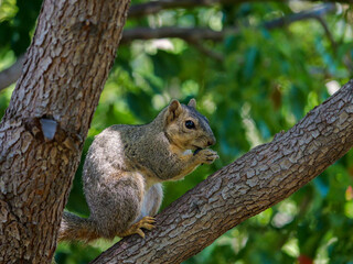 Naklejka na ściany i meble Squirrel in tree holding food with front paws and eating