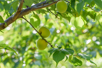 Japanese apricot fruit, Young fruits of Ume, on the tree