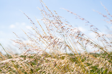 Gräser am Feldrand während eines schönen Sommertags bei strahlendem Sonnenschein und blauem Himmel