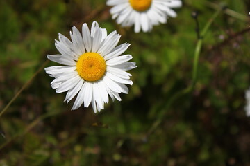 Aerial shot of white daisies and green grass in North America.