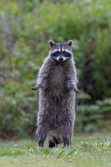 Wild Raccoon animal