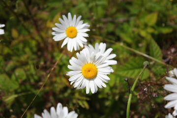 Aerial shot of white daisies and green grass in North America.