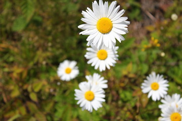 Obraz na płótnie Canvas Aerial shot of white daisies and green grass in North America.