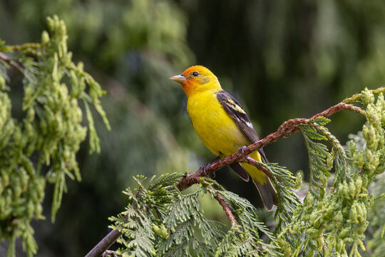 Western Tanager Bird