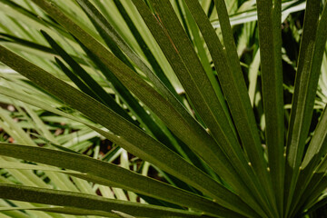 Green tropical leaf. closeup leaf of palm. Nature background.