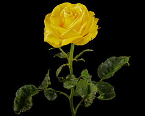 Yellow flower of rose, isolated on black background