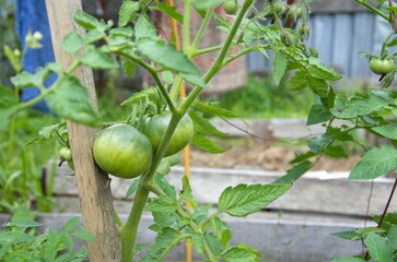green tomatoes are not ripe hang on a branch in the greenhouse, ecological product