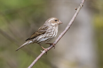 female purple finch bird