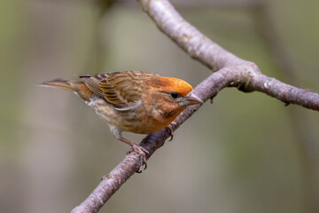Fototapeta premium House finch bird