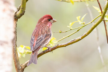 purple finch bird