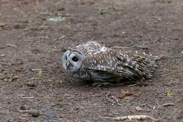 Barred Owl Bird