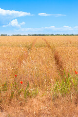 Car wheel tracks in a field of ripe wheat with a blue sky on the horizon. Bread harvest season.