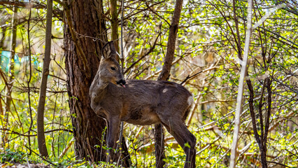 Deer in the woods