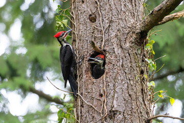 pileated woodpecker nest