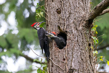 pileated woodpecker nest