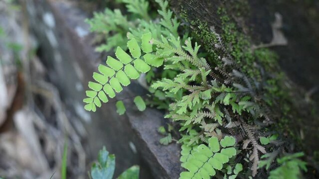 Leaves of Adiantum capillus veneris (venus hair fern) near waterfall