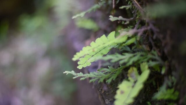 Leaves of Adiantum capillus veneris (venus hair fern) near waterfall