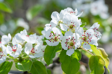 Sweet white flowers blooming pear-tree. Delicate white blooming pear flowers in the spring garden. Blossoming fruit tree.