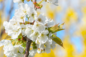 Sweet white flowers blooming cherries, cherry in the spring garden. Delicate white blooming cherry flowers in the spring garden. Blossoming fruit tree.