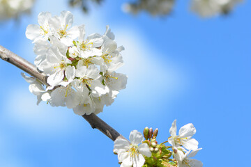 Sweet white flowers blooming cherries, cherry in the spring garden. Delicate white blooming cherry flowers in the spring garden. Blossoming fruit tree.