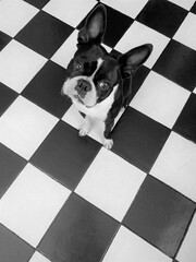 Black & White Study of Boston Terrier on Tiles