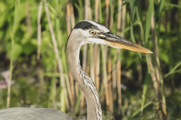 great blue heron gets a close up while in the shallows of the wetlands