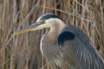 great blue heron gets a close up while in the shallows of the wetlands