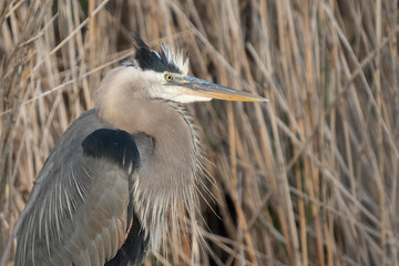 great blue heron gets a close up while in the shallows of the wetlands