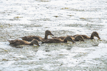ducklings are looking for food in the ponds of the wetlands