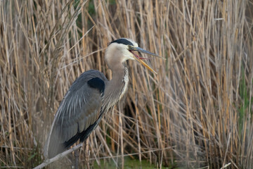 great blue heron gets a close up while in the shallows of the wetlands