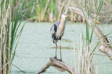 great blue heron is perched on a tree limb in the wetlands