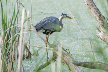 great blue heron is perched on a tree limb in the wetlands