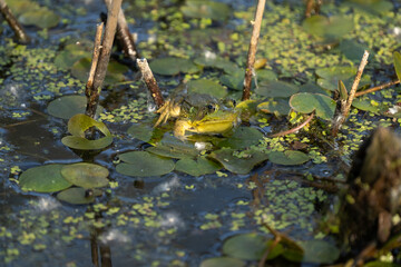 green frog sitting on a lilly pad in the pod of the wetlands ona summer day