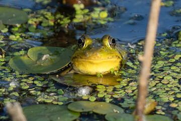 green frog sitting on a lilly pad in the pod of the wetlands ona summer day
