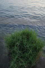 grass in the water