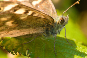 Speckled wood butterfly on leaf