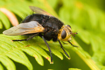 Giant tachinid fly on green fern